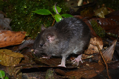 Simon's Spiny-Rat photo 3