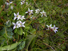 Lobelia oligophylla