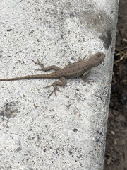 Sceloporus occidentalis