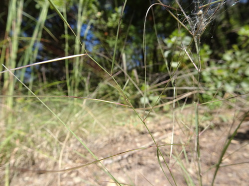 Image of Aristida oligantha by (c) Thomas Koffel, some rights reserved (CC BY)