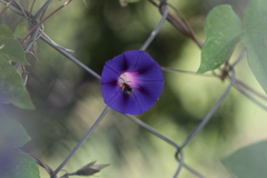 Paragapostemon coelestinus