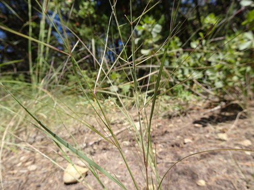 Image of Aristida oligantha by (c) Thomas Koffel, some rights reserved (CC BY)
