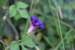 Paragapostemon coelestinus
