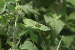 Paragapostemon coelestinus