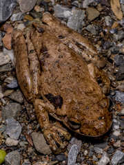 Litoria everetti