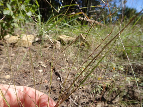 Image of Aristida oligantha by (c) Thomas Koffel, some rights reserved (CC BY)