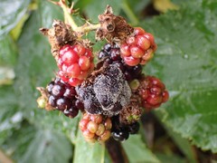 Botrytis