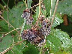 Botrytis