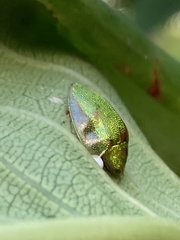 Eurypepla brevilineata