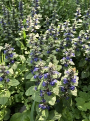 Ajuga reptans
