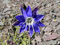 Malesherbia linearifolia