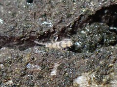Entomobrya triangularis