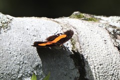 Catonephele acontius