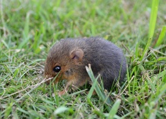 Northern Arboreal Mouse photo 3