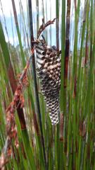 Ropalidia capensis