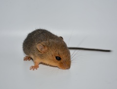 Northern Arboreal Mouse photo 2