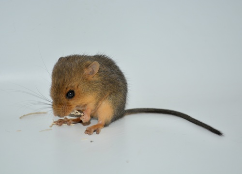 Northern Arboreal Mouse (Rhagomys septentrionalis) — Data Deficient Mammalia
