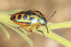Calidea dregii