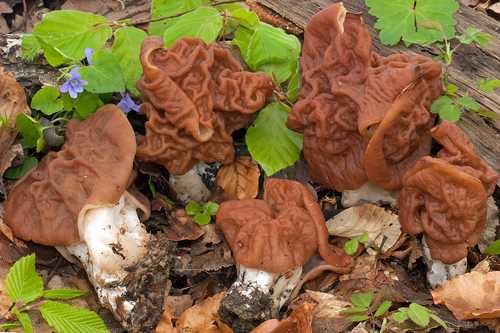 Neogyromitra grandis