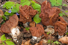 Gyromitra fastigiata