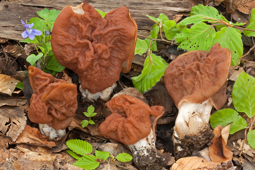 Neogyromitra grandis