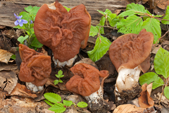 Gyromitra fastigiata