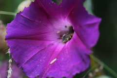 Paragapostemon coelestinus