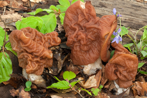 Neogyromitra grandis