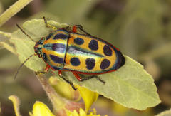 Calidea dregii