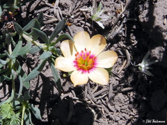Montiopsis andicola