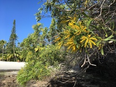 Acacia spirorbis