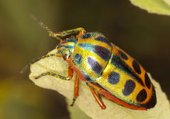 Calidea dregii