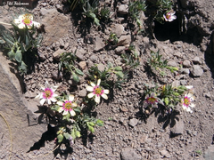 Montiopsis andicola