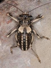 Acanthoproctus cervinus