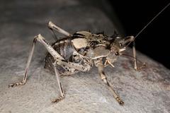 Acanthoproctus cervinus