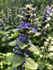 Ajuga reptans