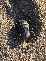Gonopus