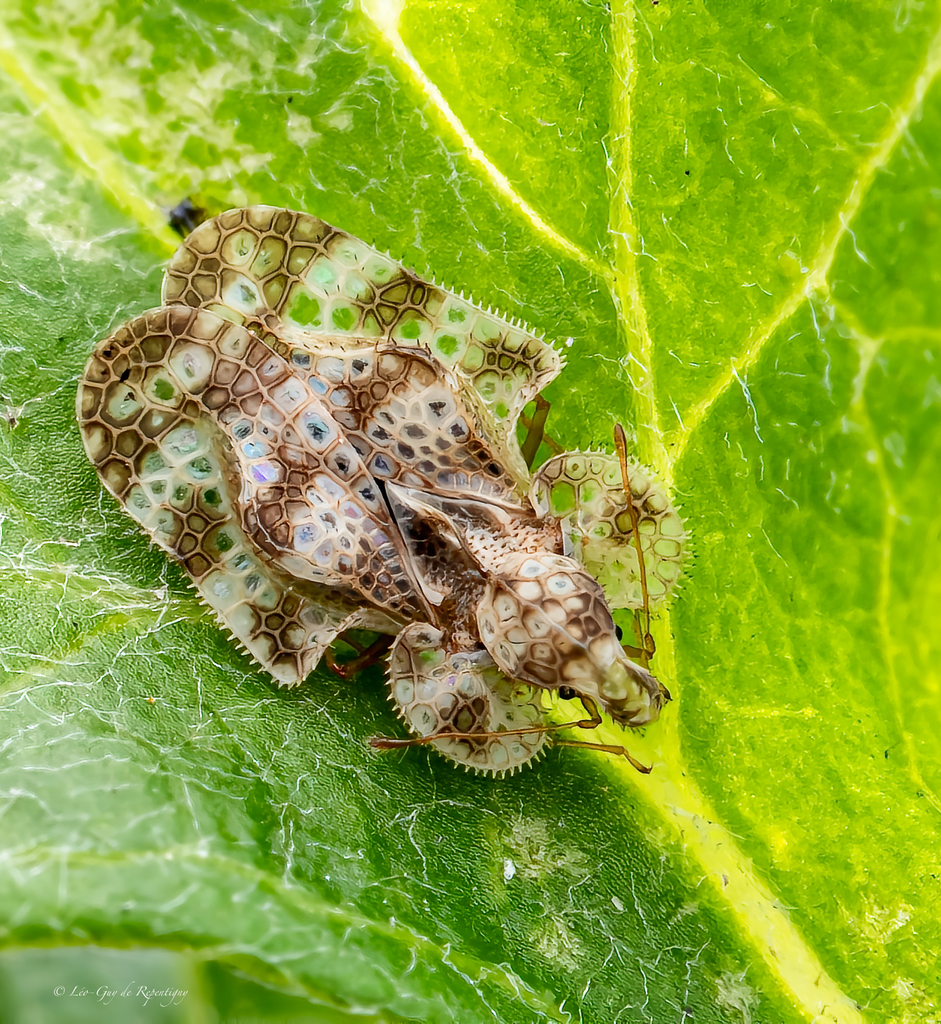 Corythucha