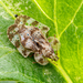 Chrysanthemum Lace Bug - Photo (c) Léo-Guy de Repentigny, some rights reserved (CC BY-NC-ND), uploaded by Léo-Guy de Repentigny