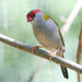 Red-browed Finch - Photo (c) Marj Kibby, some rights reserved (CC BY-NC)