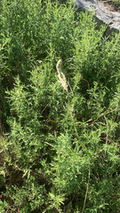 Bothriochloa torreyana