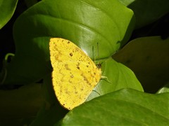 Phoebis argante