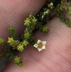 Diosma apetala