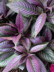 Strobilanthes auriculata