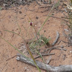 Caladenia septuosa