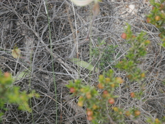 Caladenia septuosa
