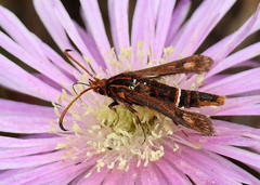 Sesiidae