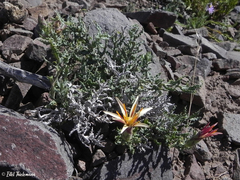 Mutisia sinuata