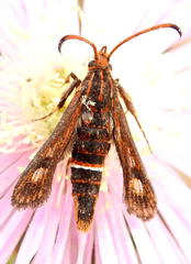 Sesiidae