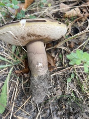 Tylopilus alboater